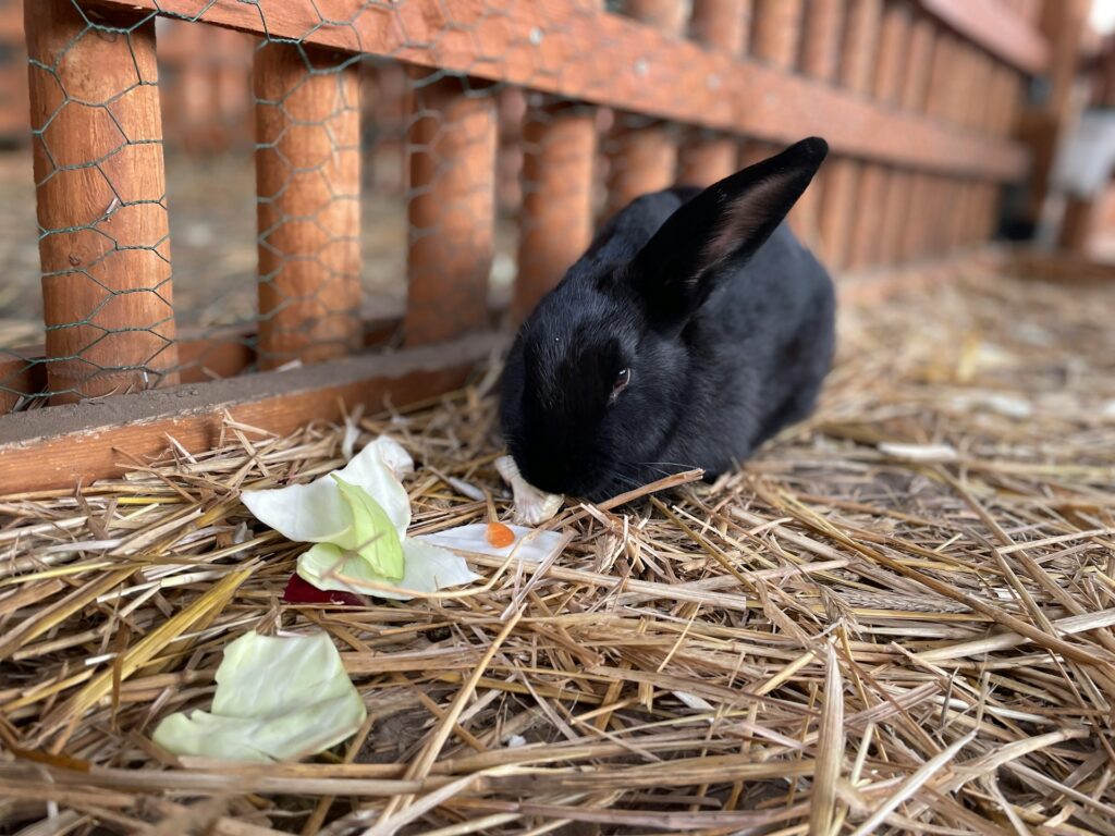 Treats for rabbits