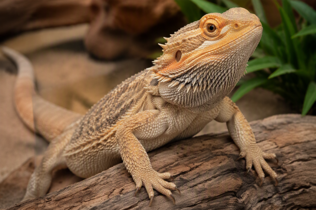 Beginner-Friendly Pet Lizards
