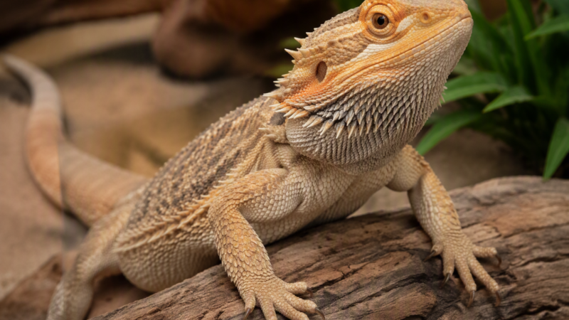 Beginner-Friendly Pet Lizards