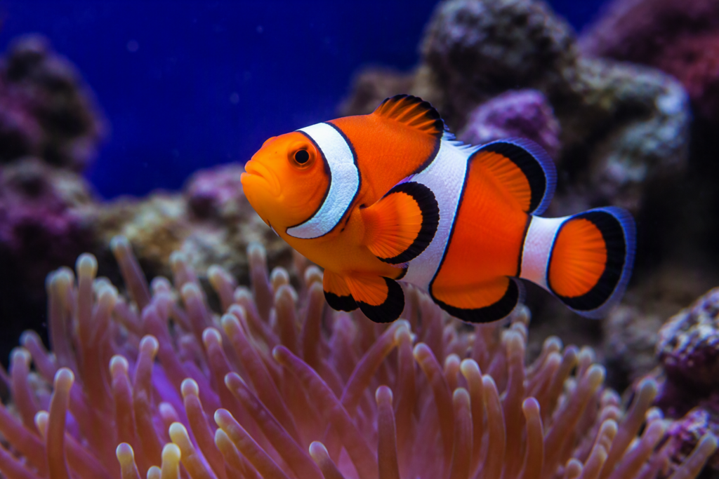 Marine fish compatibility