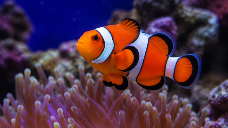Marine fish compatibility