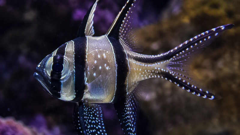 Marine fish