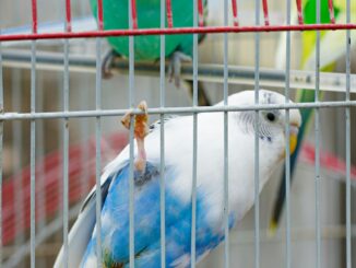 Pet Bird