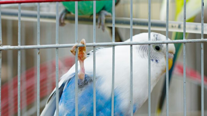 Pet Bird