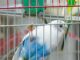 Pet Bird