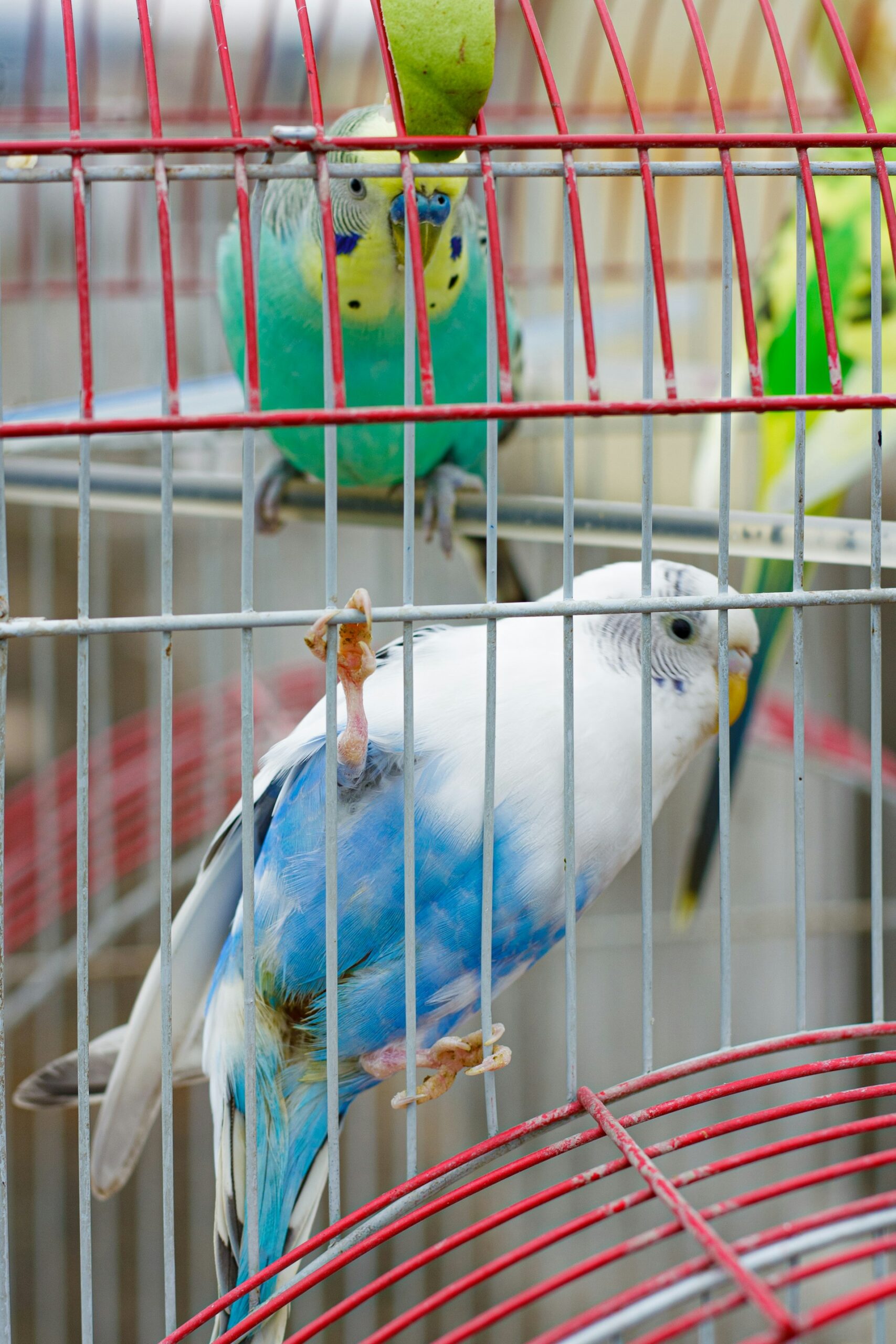 Pet Bird