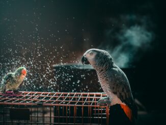 Pet birds