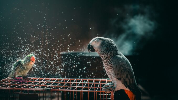 Pet birds