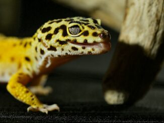 Low-Maintenance Lizards