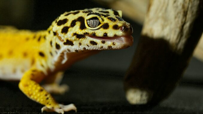 Low-Maintenance Lizards