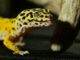 Low-Maintenance Lizards