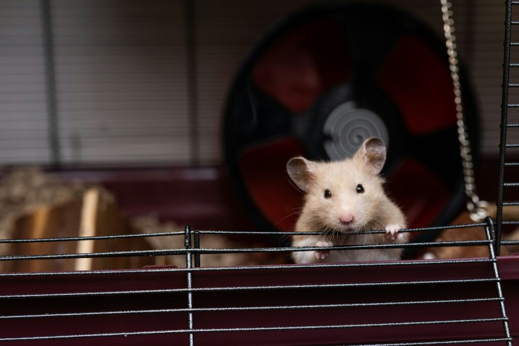 Hamster cages