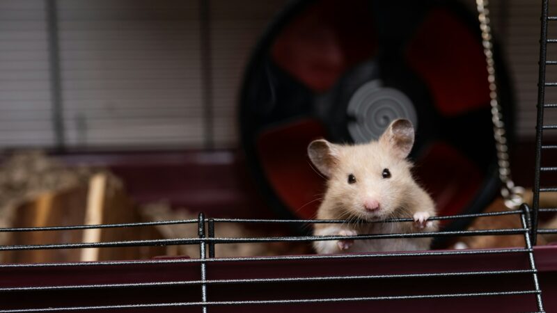 Hamster cages