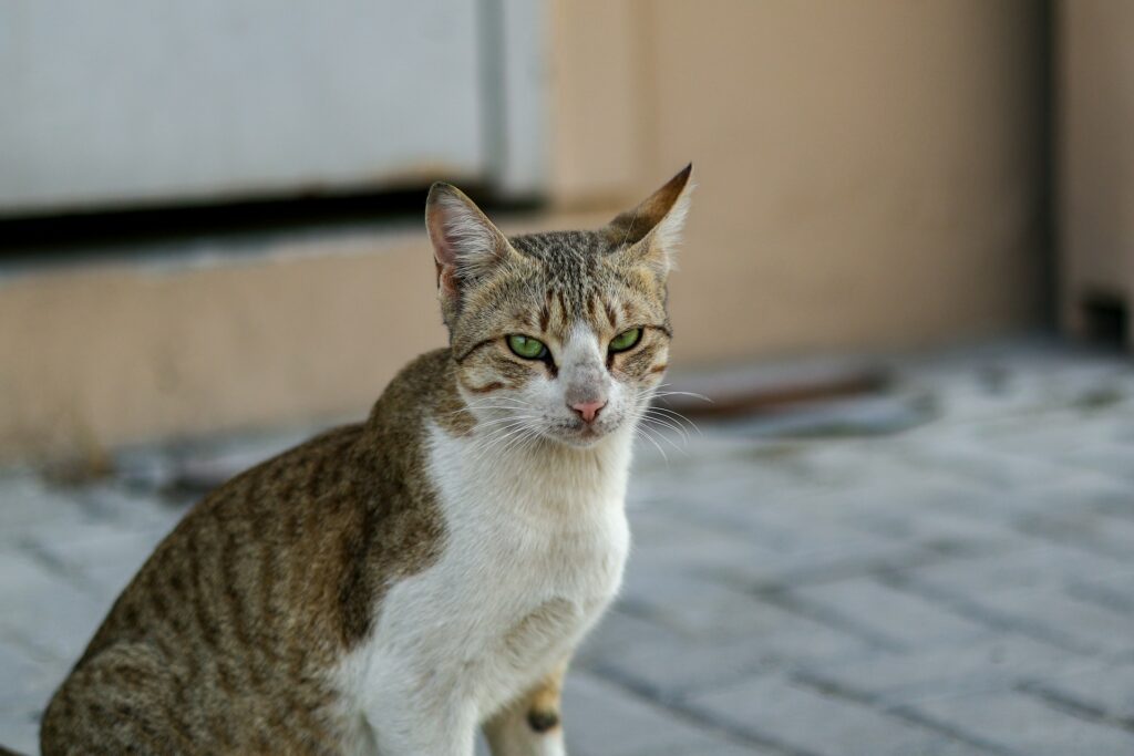 Senior cat