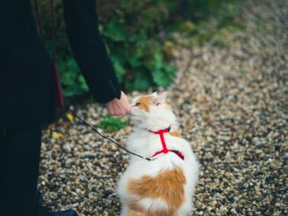 Cat training
