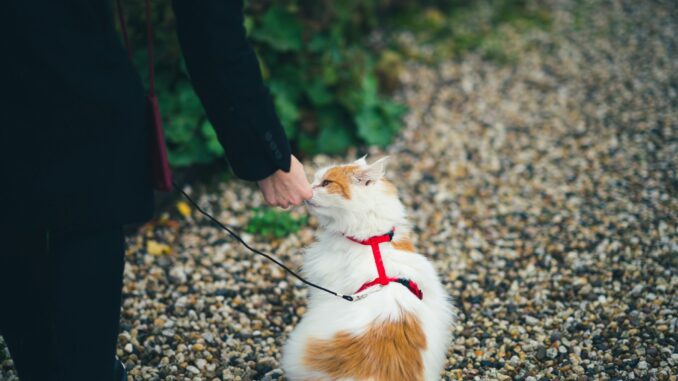 Cat training