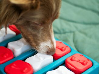 Dog games