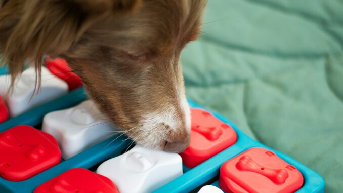Dog games