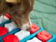 Dog games
