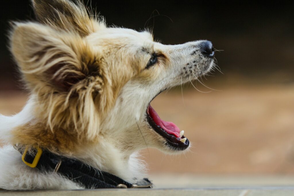 Why is your dog barking