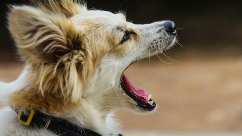 Why is your dog barking