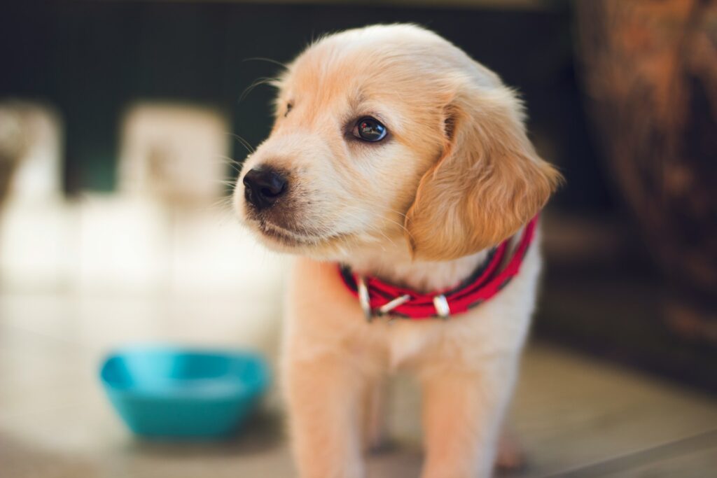 Dog vaccination records