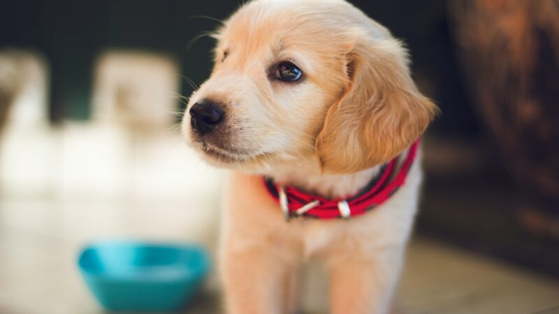 Dog vaccination records