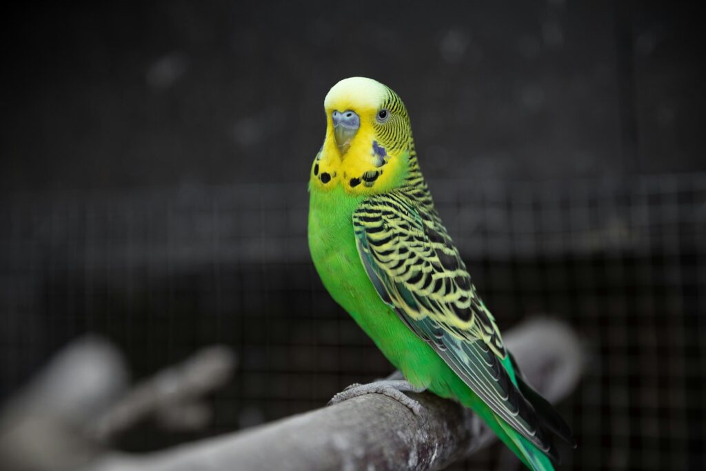 Keep your budgie happy