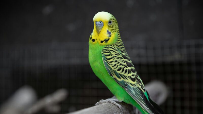 Keep your budgie happy