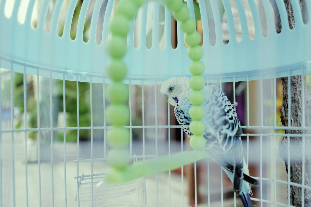 Enriching Your Pet Bird’s Environment