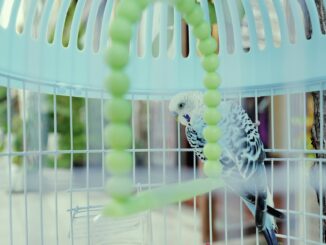 Enriching Your Pet Bird’s Environment