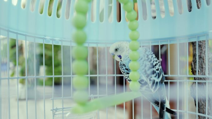 Enriching Your Pet Bird’s Environment