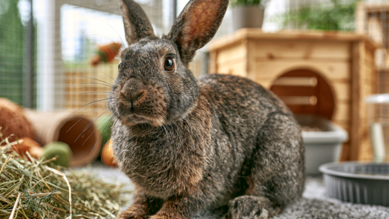 Rabbit enclosure