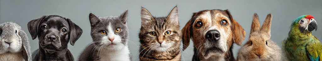 Pet Health Record Template