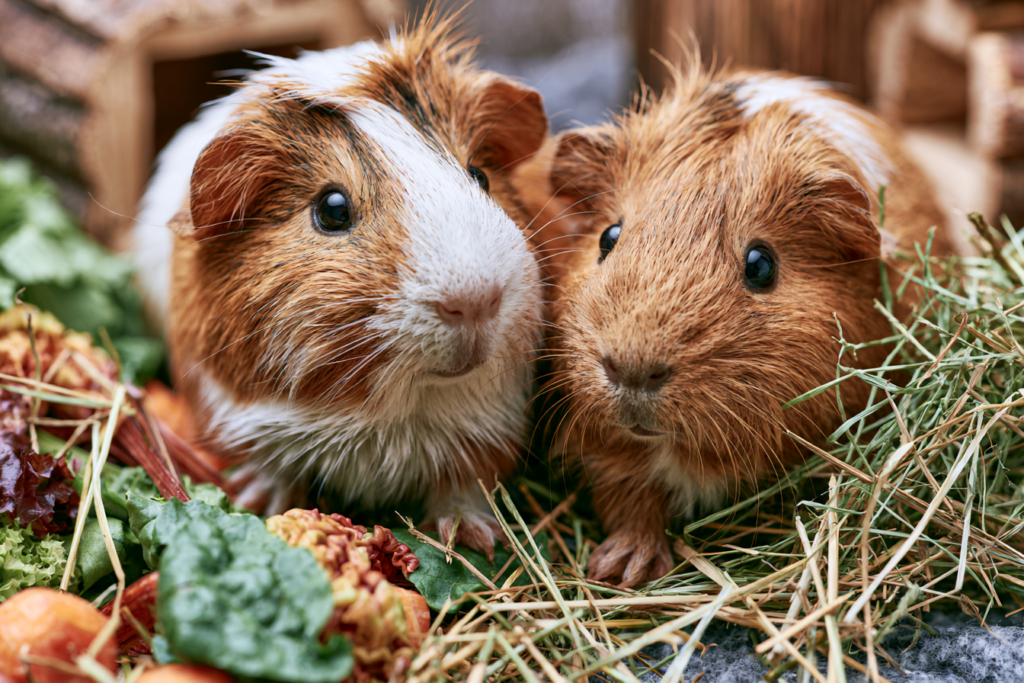 Guinea pig care