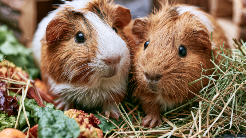 Guinea pig care