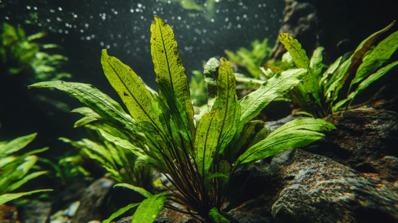Fish tank plants