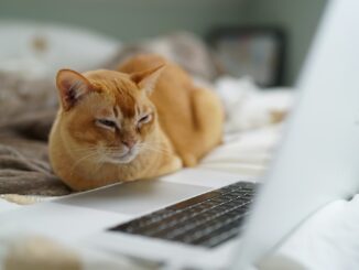Cat jobs
