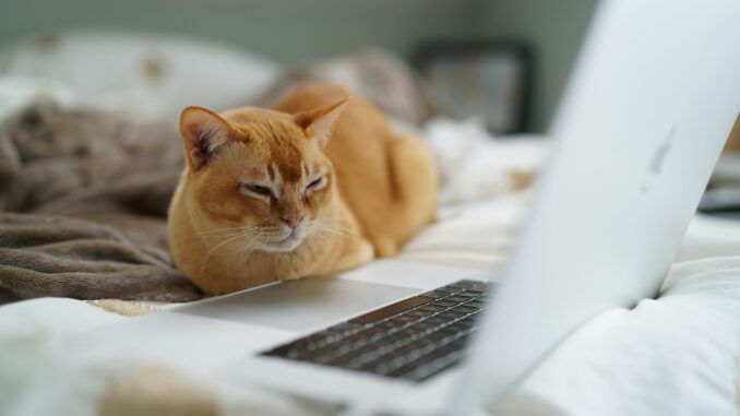Cat jobs