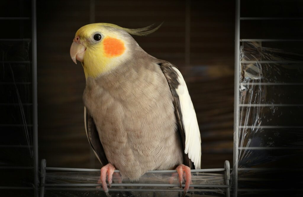 How to tell if Your Cockatiel Is Happy