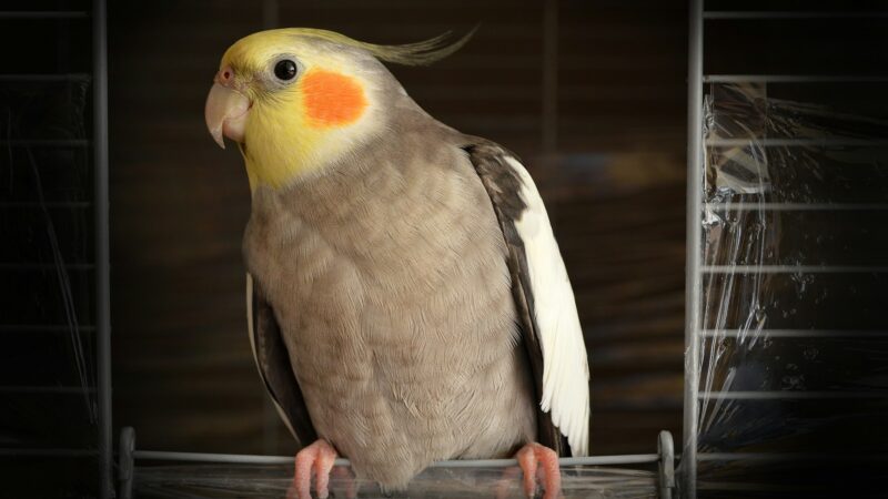How to tell if Your Cockatiel Is Happy