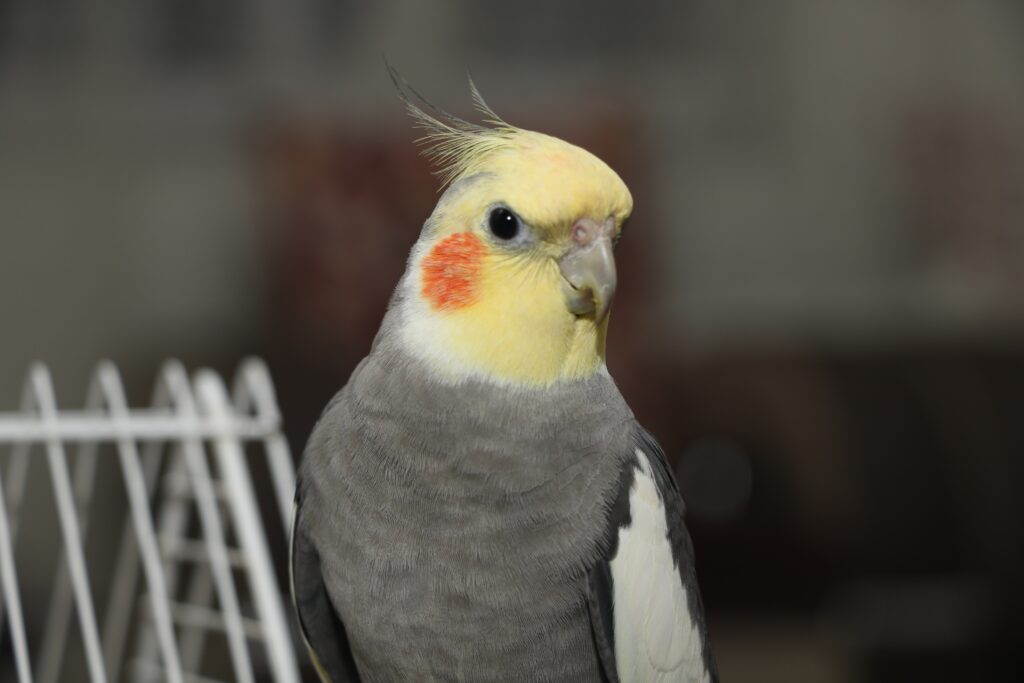 Cockatiels