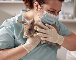 Common rabbit health problems
