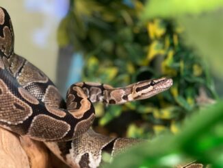 Snake keeper