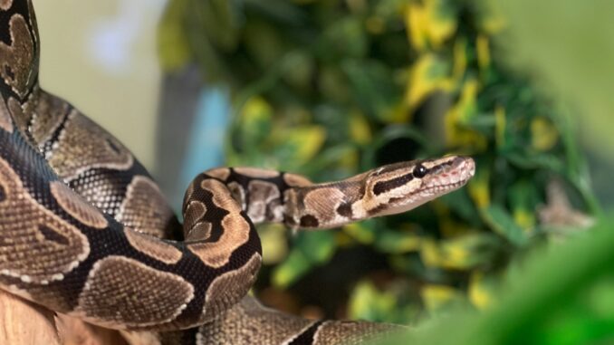 Snake keeper