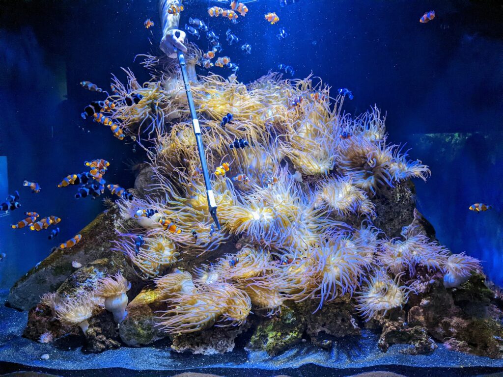 Common saltwater aquarium problems