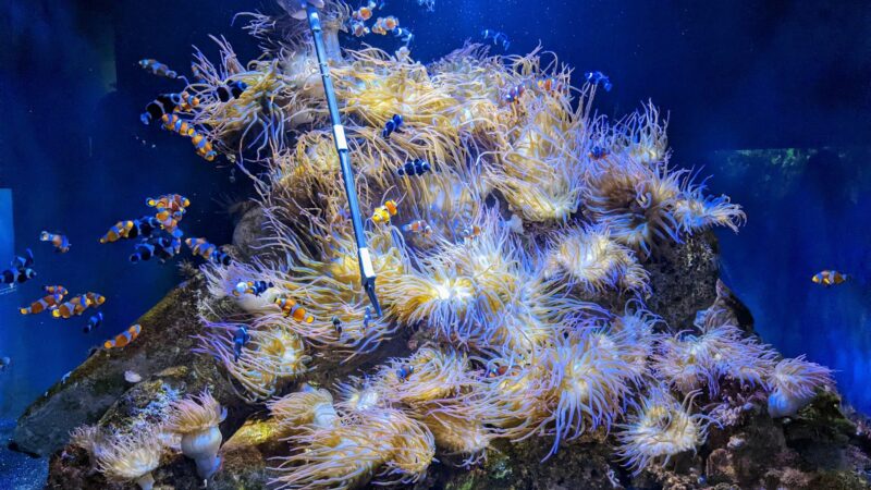 Common saltwater aquarium problems