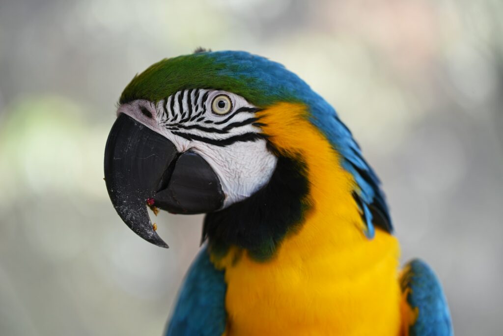 Bond with your pet parrot
