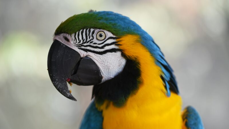 Bond with your pet parrot