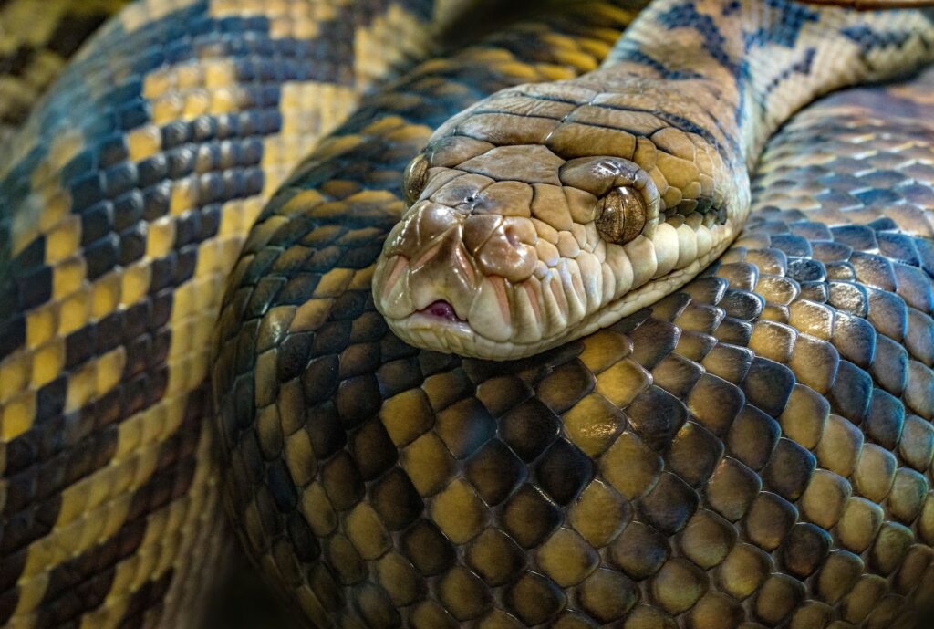 Snake is stressed